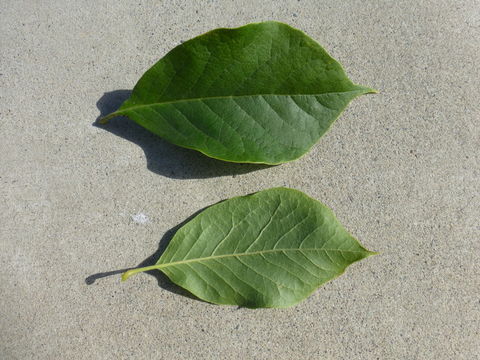 Image of <i>Magnolia</i> × <i>soulangeana</i>