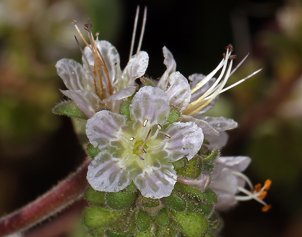 Image de Phacelia purpusii T. S. Brandegee