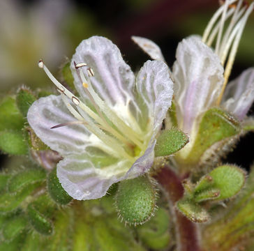 Image de Phacelia purpusii T. S. Brandegee