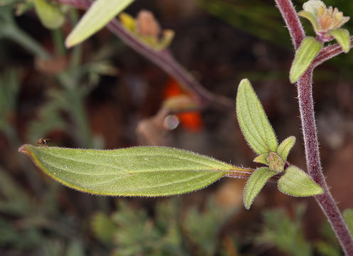 صورة Phacelia purpusii T. S. Brandegee