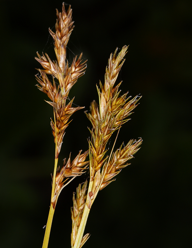 Слика од Carex bolanderi Olney