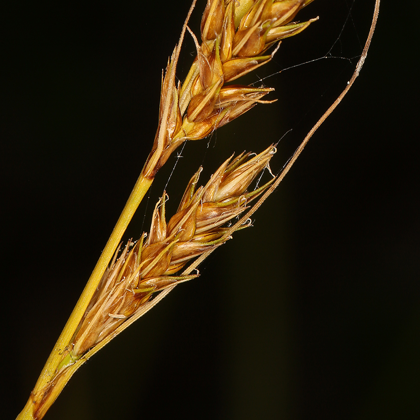 Слика од Carex bolanderi Olney