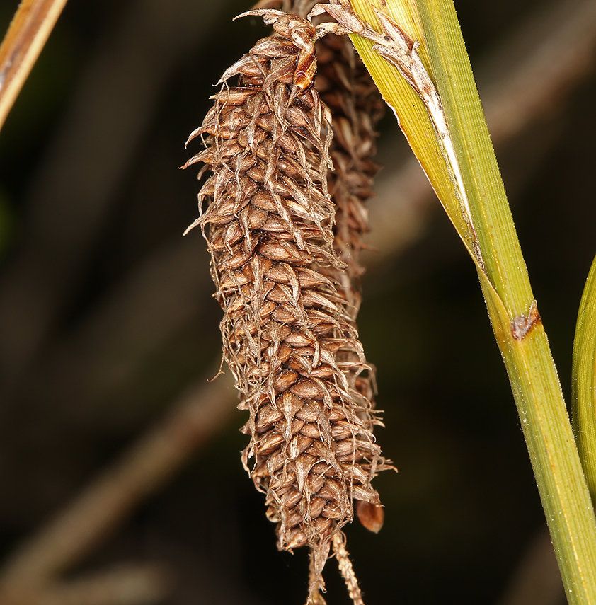 Image of Slough sedge