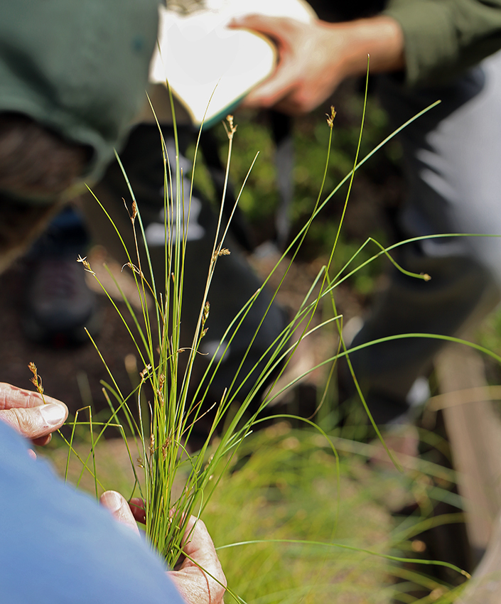 Carex tumulicola Mack. resmi