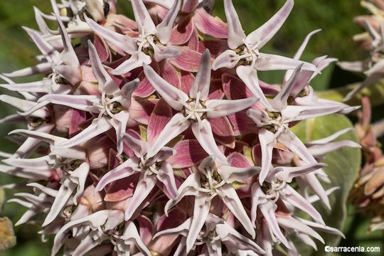 Image of showy milkweed