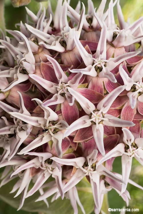 Image of showy milkweed