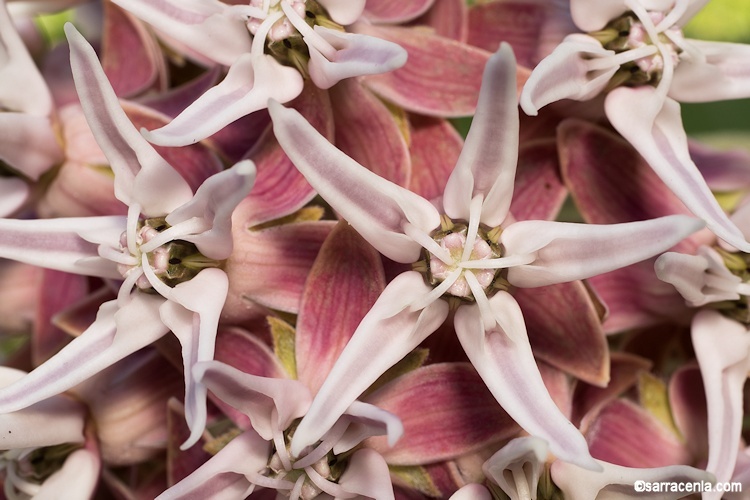 Image of showy milkweed