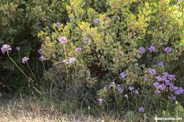 Sivun Dichelostemma multiflorum (Benth.) A. Heller kuva