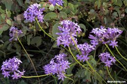 Sivun Dichelostemma multiflorum (Benth.) A. Heller kuva