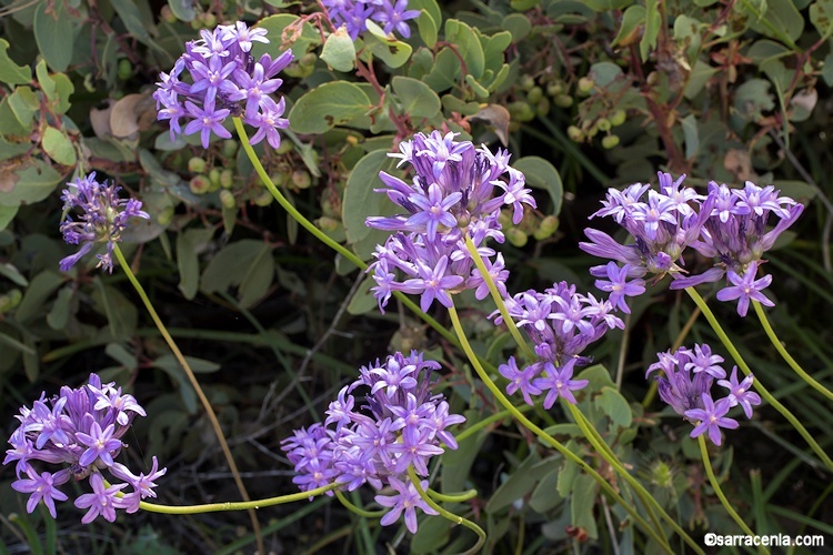 Sivun Dichelostemma multiflorum (Benth.) A. Heller kuva