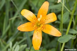 Image de Lilium parvum Kellogg