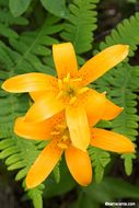 Image de Lilium parvum Kellogg