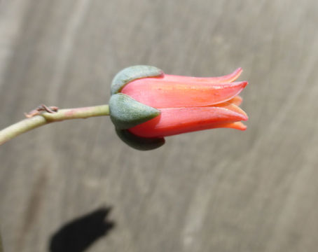 Image of Echeveria moranii Walther