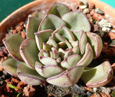 Sivun Echeveria moranii Walther kuva