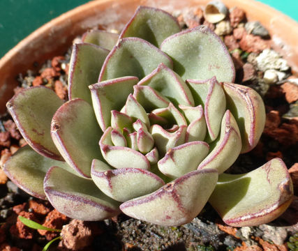 Image of Echeveria moranii Walther