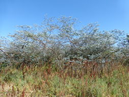 Image of Silver-leaved Mountain Gum