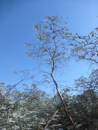 Image of Silver-leaved Mountain Gum