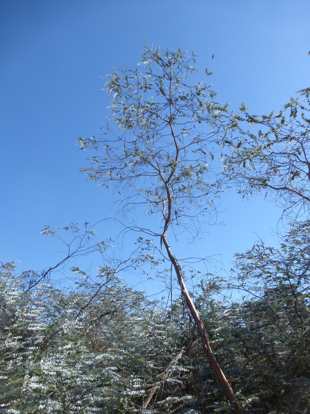 Image of Silver-leaved Mountain Gum