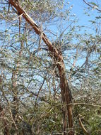 Image of Silver-leaved Mountain Gum