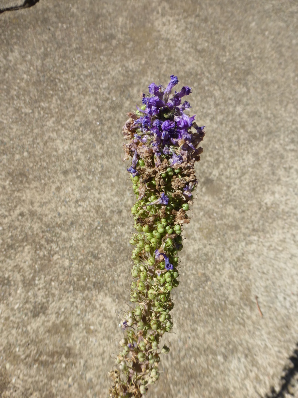 Plancia ëd Linaria purpurea (L.) Mill.