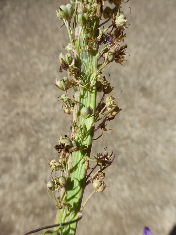 Image of Purple Toadflax