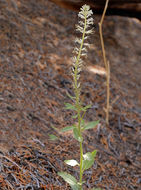 Image of manyflower thelypody