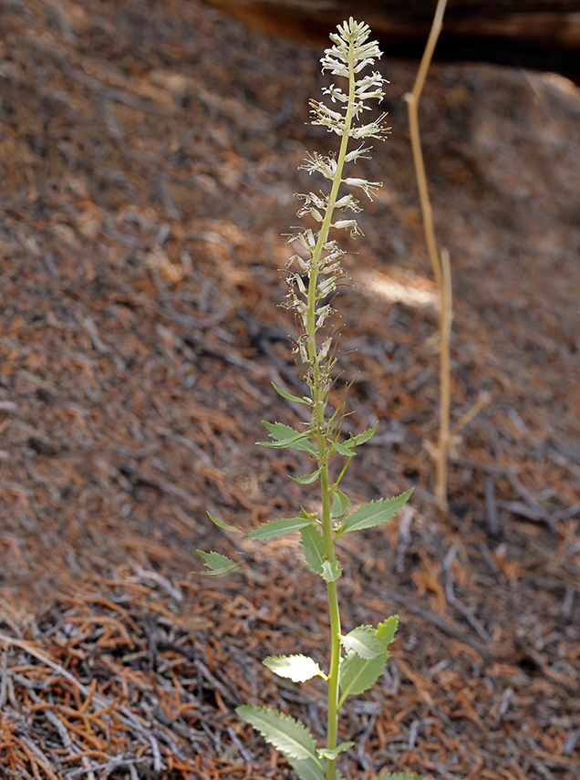 Слика од Thelypodium milleflorum A. Nelson