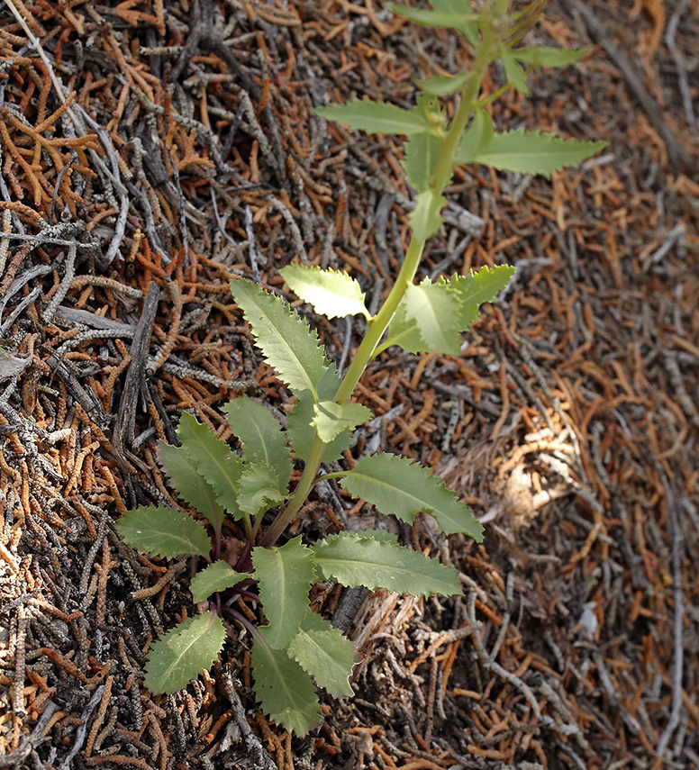 Слика од Thelypodium milleflorum A. Nelson