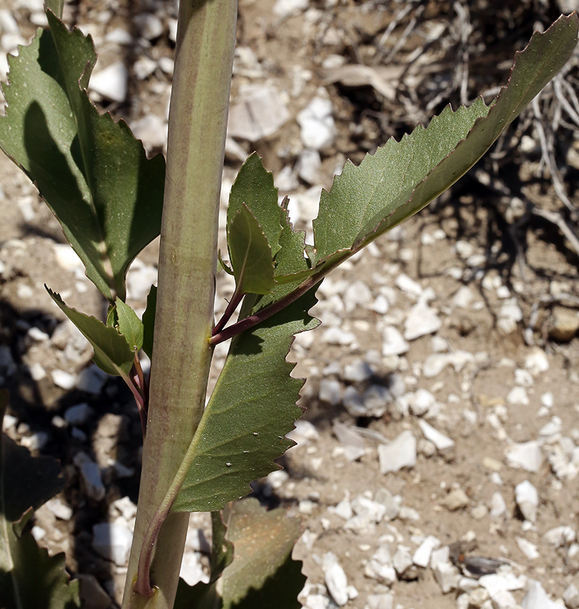 Image of manyflower thelypody