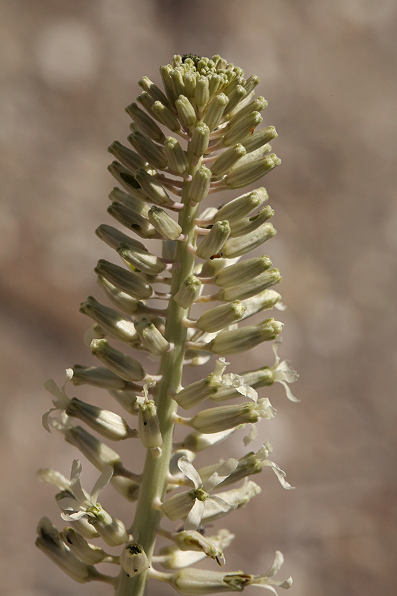 Слика од Thelypodium milleflorum A. Nelson