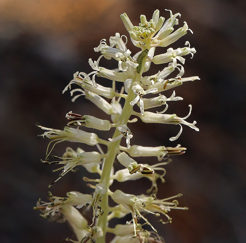 Слика од Thelypodium milleflorum A. Nelson