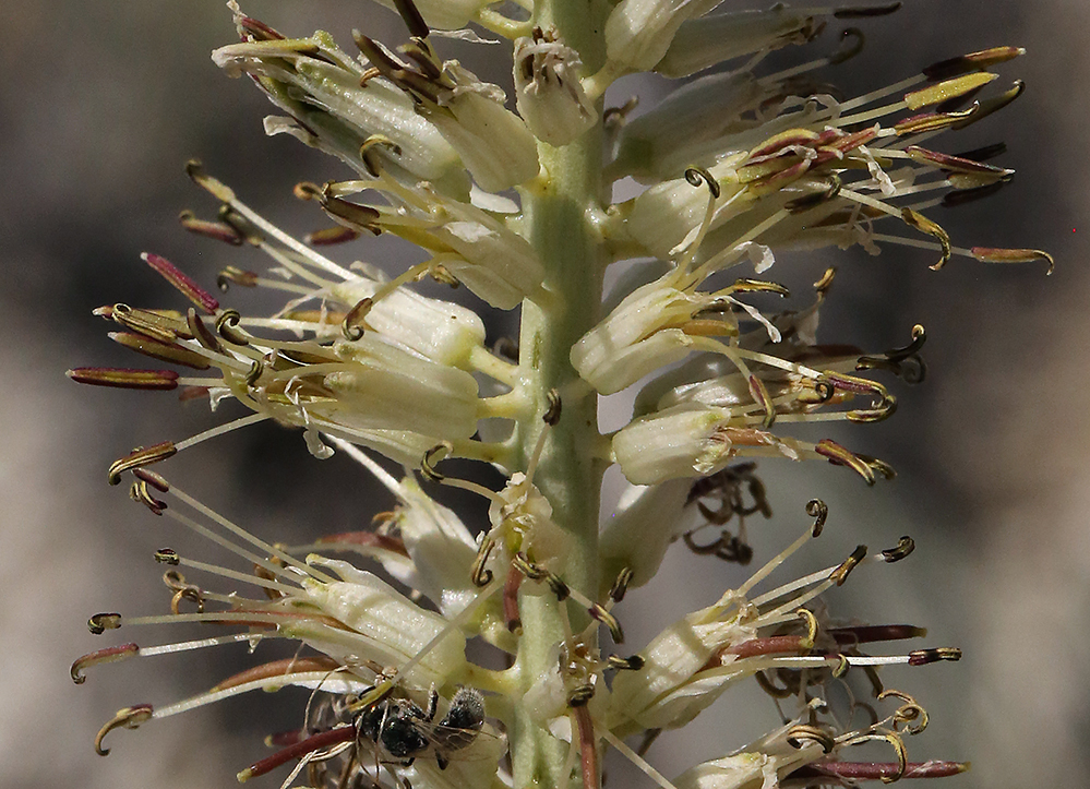 Image of manyflower thelypody