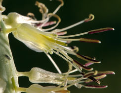 Слика од Thelypodium milleflorum A. Nelson