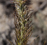 Слика од Thelypodium milleflorum A. Nelson