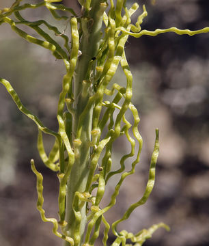 Image of manyflower thelypody