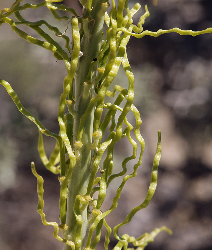 Слика од Thelypodium milleflorum A. Nelson