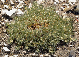 Image of spiny milkvetch