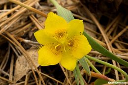 Calochortus monophyllus (Lindl.) Lem. resmi