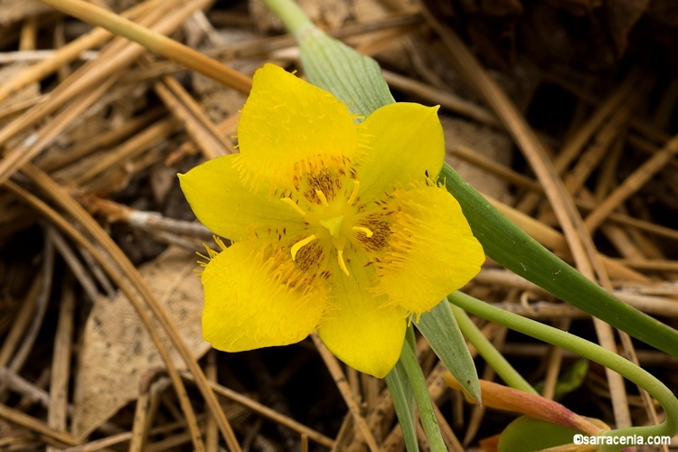 Calochortus monophyllus (Lindl.) Lem. resmi