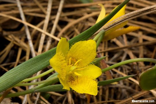 Calochortus monophyllus (Lindl.) Lem. resmi