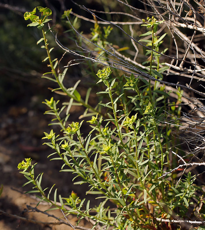 Image of Geraldton carnation weed