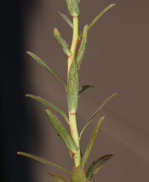 Image of Geraldton carnation weed