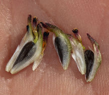 Imagem de Encelia californica Nutt.