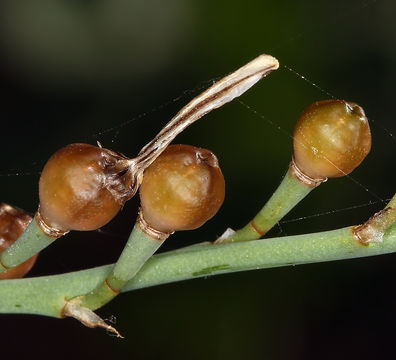 Image of onionweed