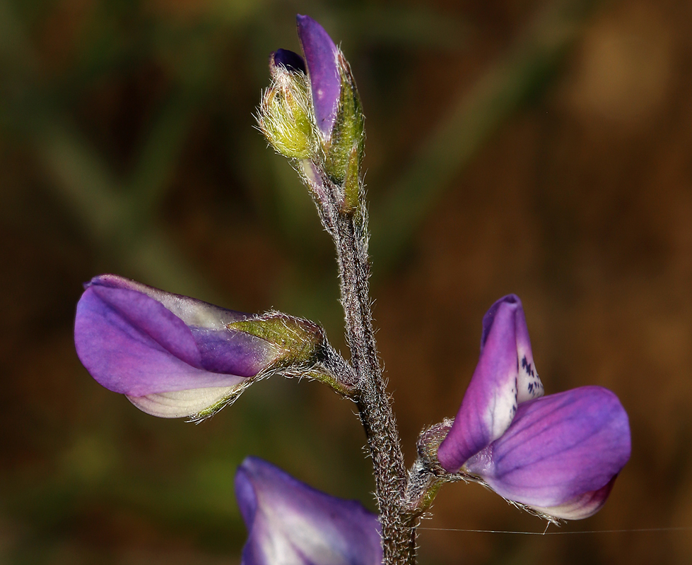 Plancia ëd Lupinus truncatus Hook. & Arn.