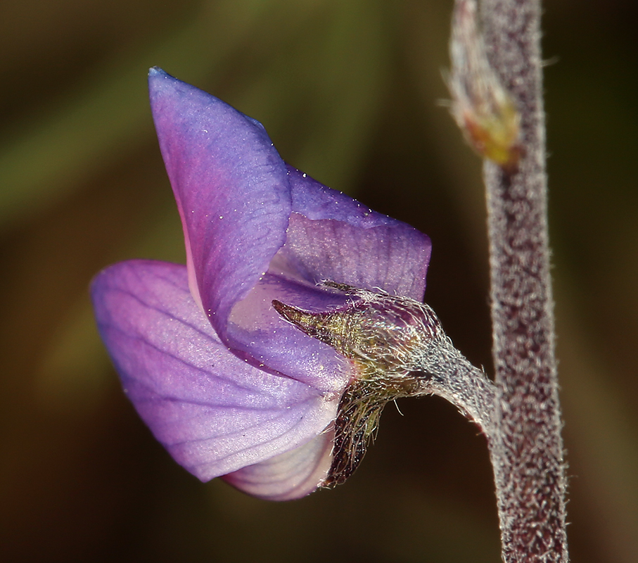 Plancia ëd Lupinus truncatus Hook. & Arn.