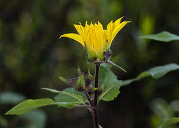Image of canyon sunflower