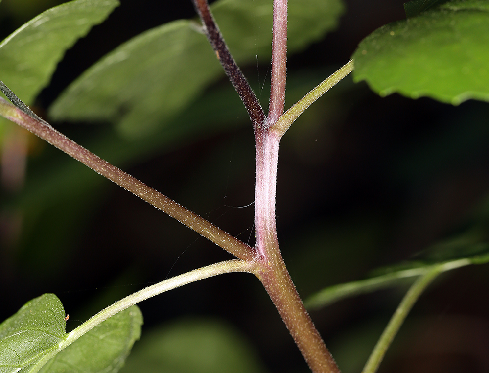 Image of canyon sunflower