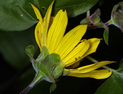 Image of canyon sunflower