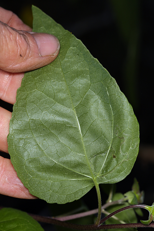 Image of canyon sunflower